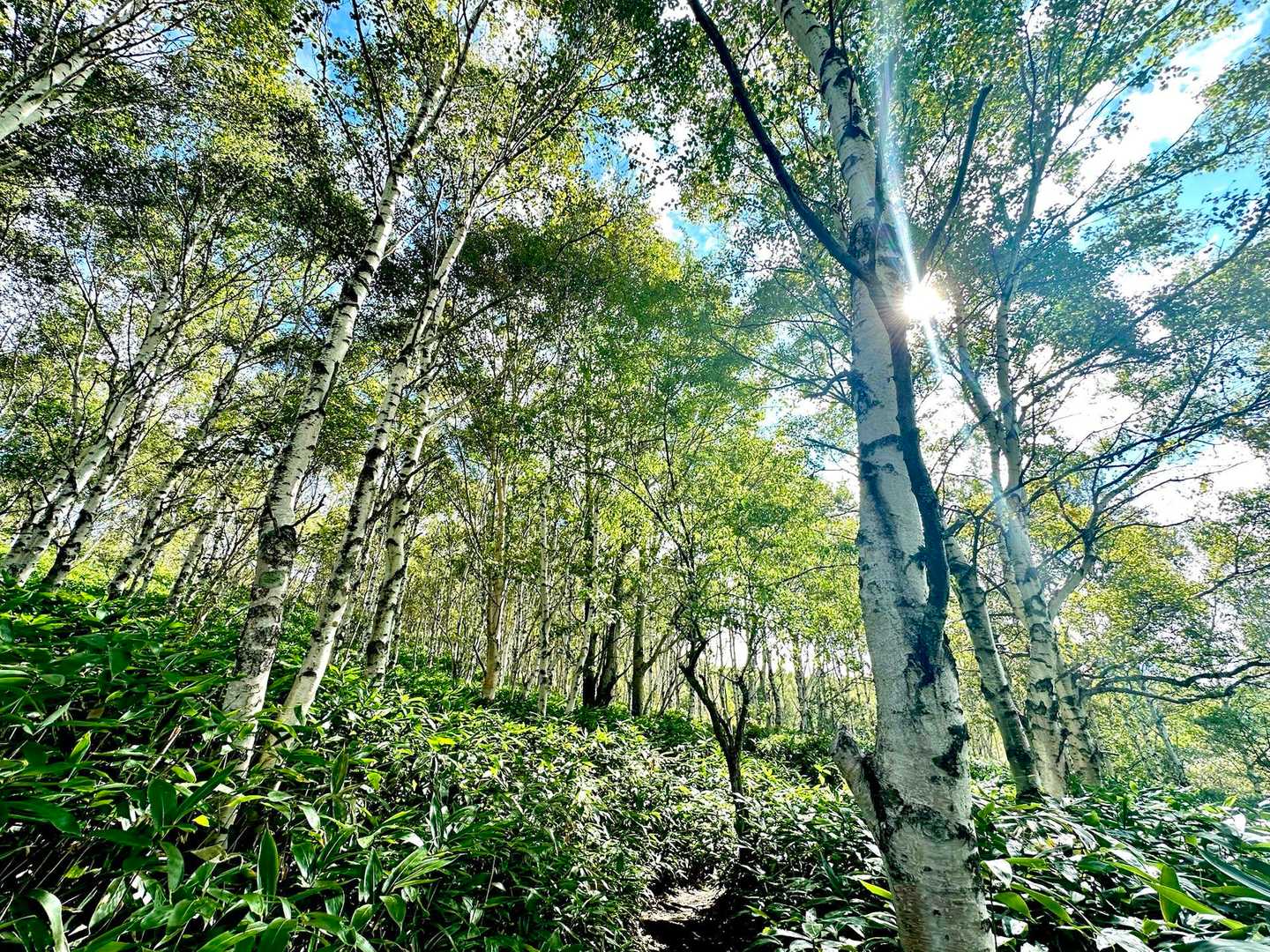東屋過ぎると
しばし　白樺の森
ここからはしばらく眺望なし