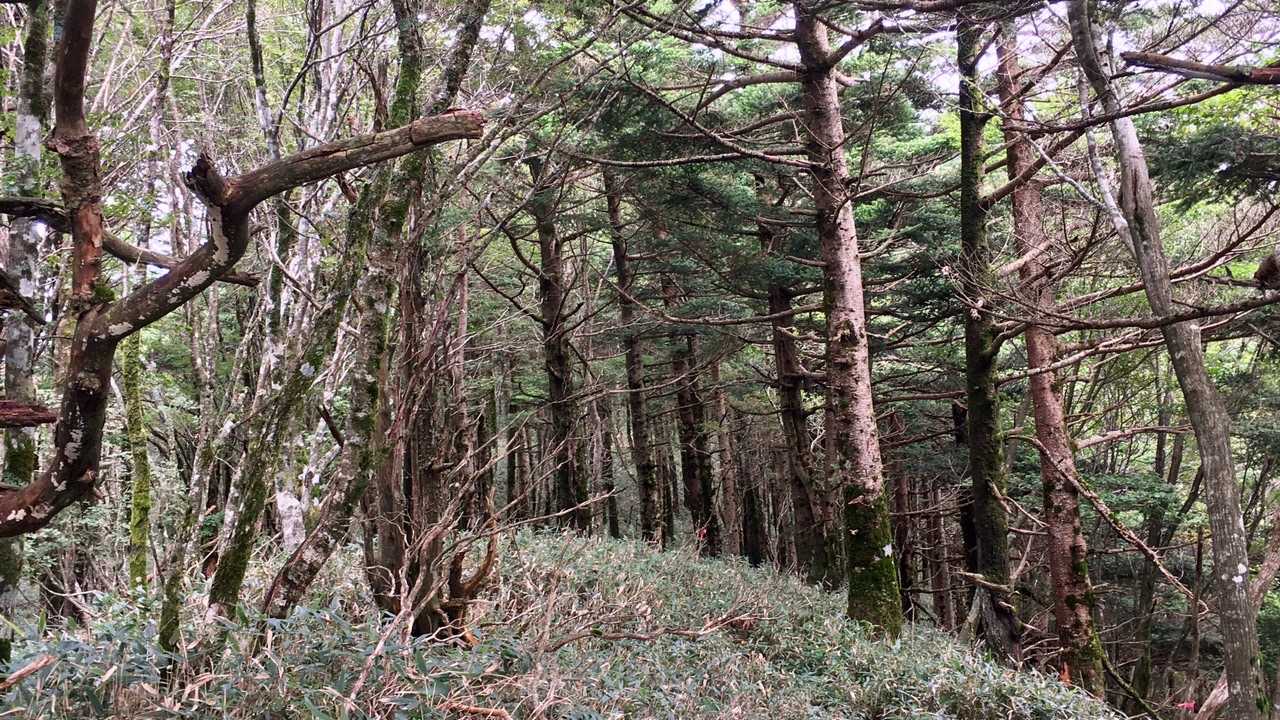 落合峠-矢筈山 往復コースの写真