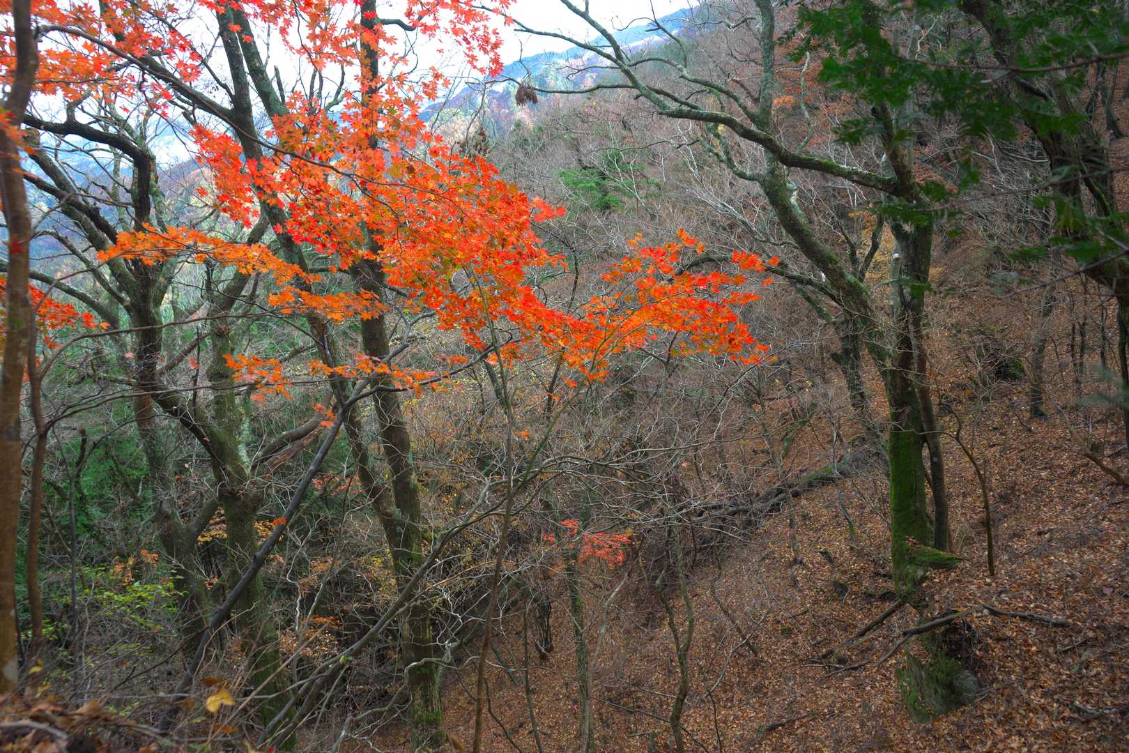 いい感じの紅葉がまだ見れる。