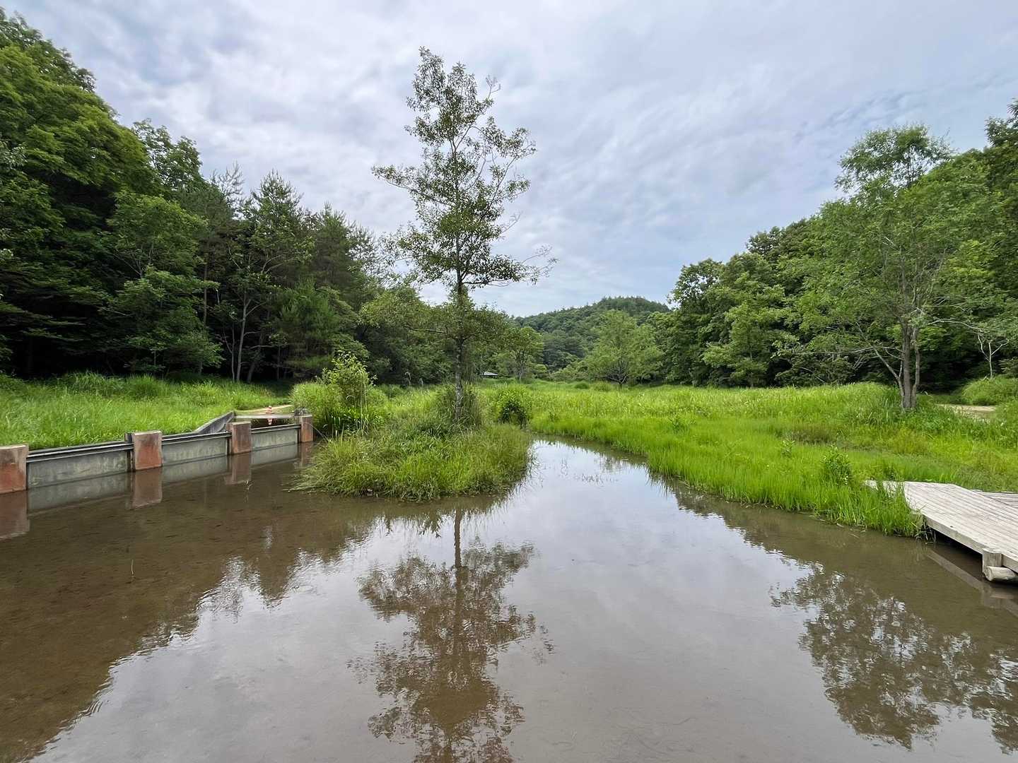 虫の原っぱの奥には池があり，メダカや水棲昆虫たちのパラダイスになっている。