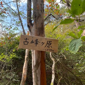 やっと見つけた