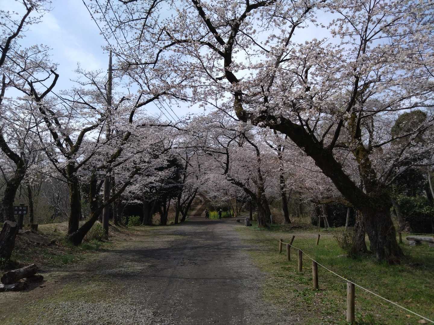 🌸