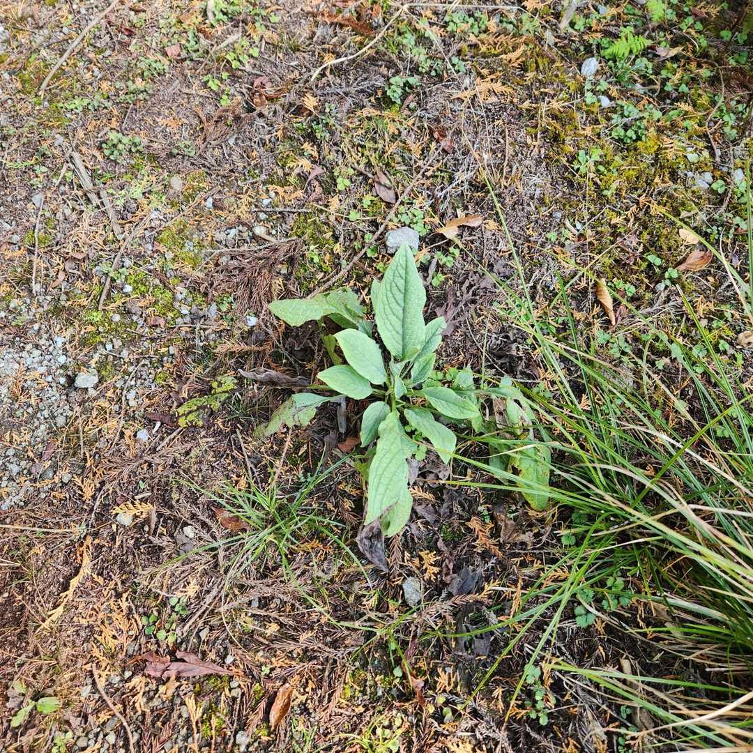 何かのお花の葉かな