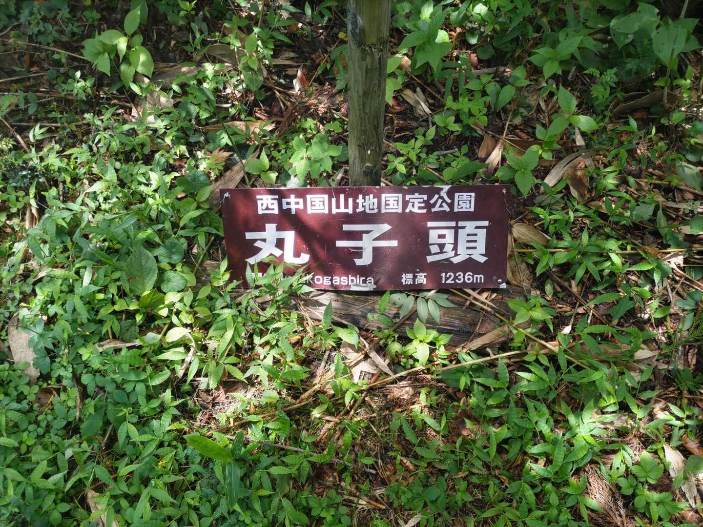 最後のピーク丸子頭⛰
ピークだから木が無いのか、木が無いからピークなのか…

ちょっぴり不思議な山頂でした😊
展望はゼロ