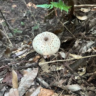 大きなオオシロカラカサタケ
毒キノコらしい