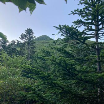 高嶺山頂を捉えた！