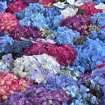 紫陽花の手水鉢