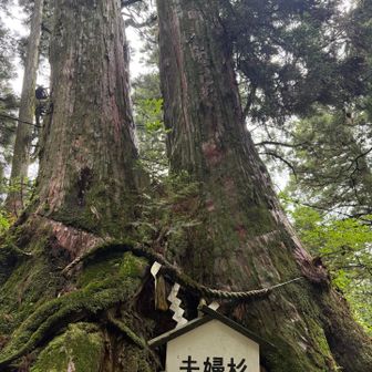 夫婦杉🌳🌳