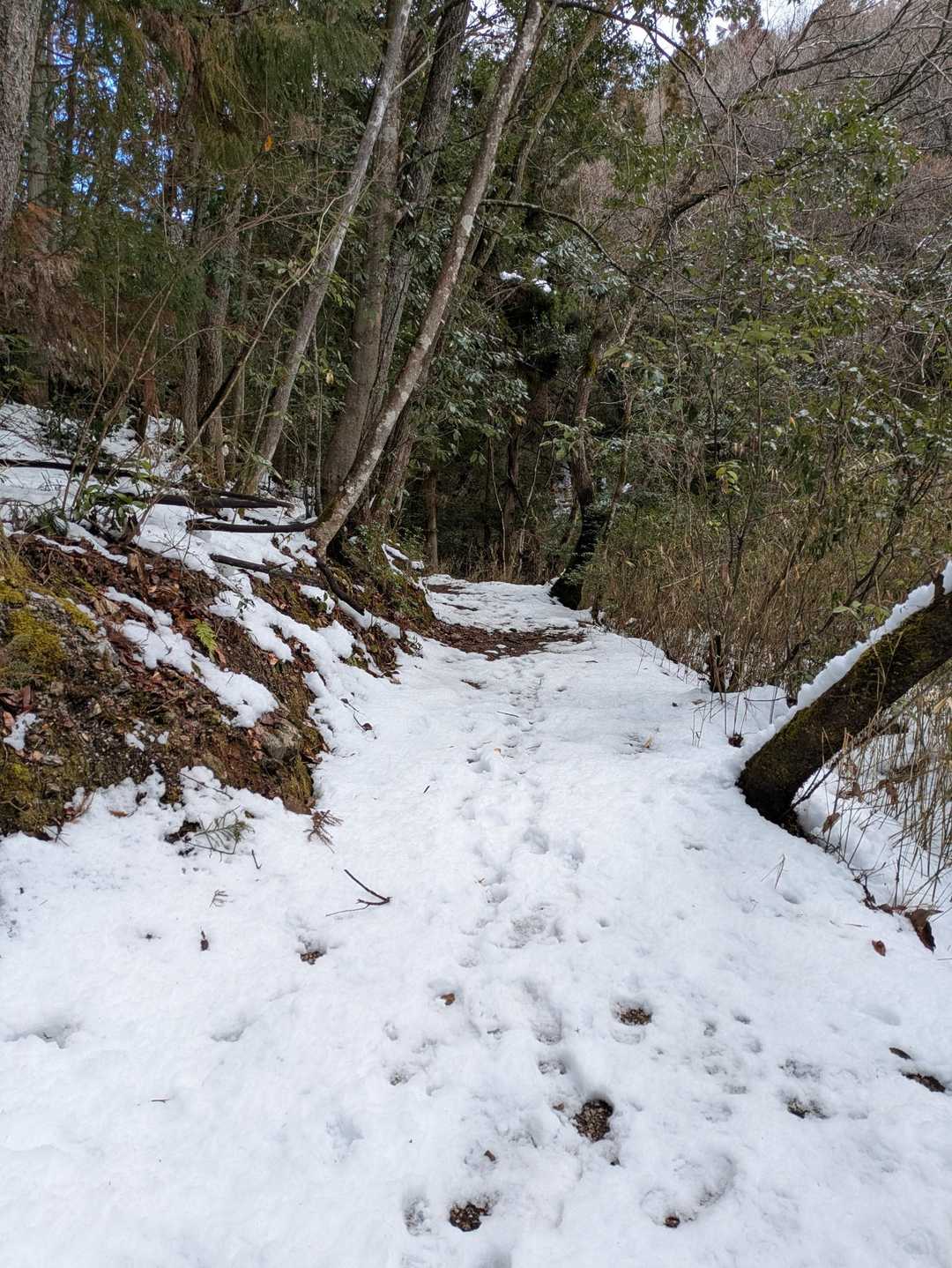 雪はこんな感じ