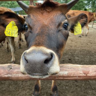 ekkuman