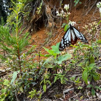 久しぶり🦋癒されるー♪無事下山
貸し切りでしたー😅

来月も祖父母参観日に職場のお祭りに結婚式
休日が予定ありだけど
また、懲りずに宜しくお願いします🙏