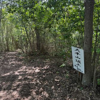 ゆるゆると登って大平山山頂。
この登りで、持っていた温度計が37℃😡
