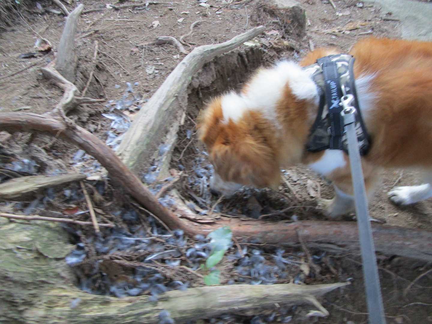 帰り道で鳥さんの残骸を発見😔
美味しそうですね🐶