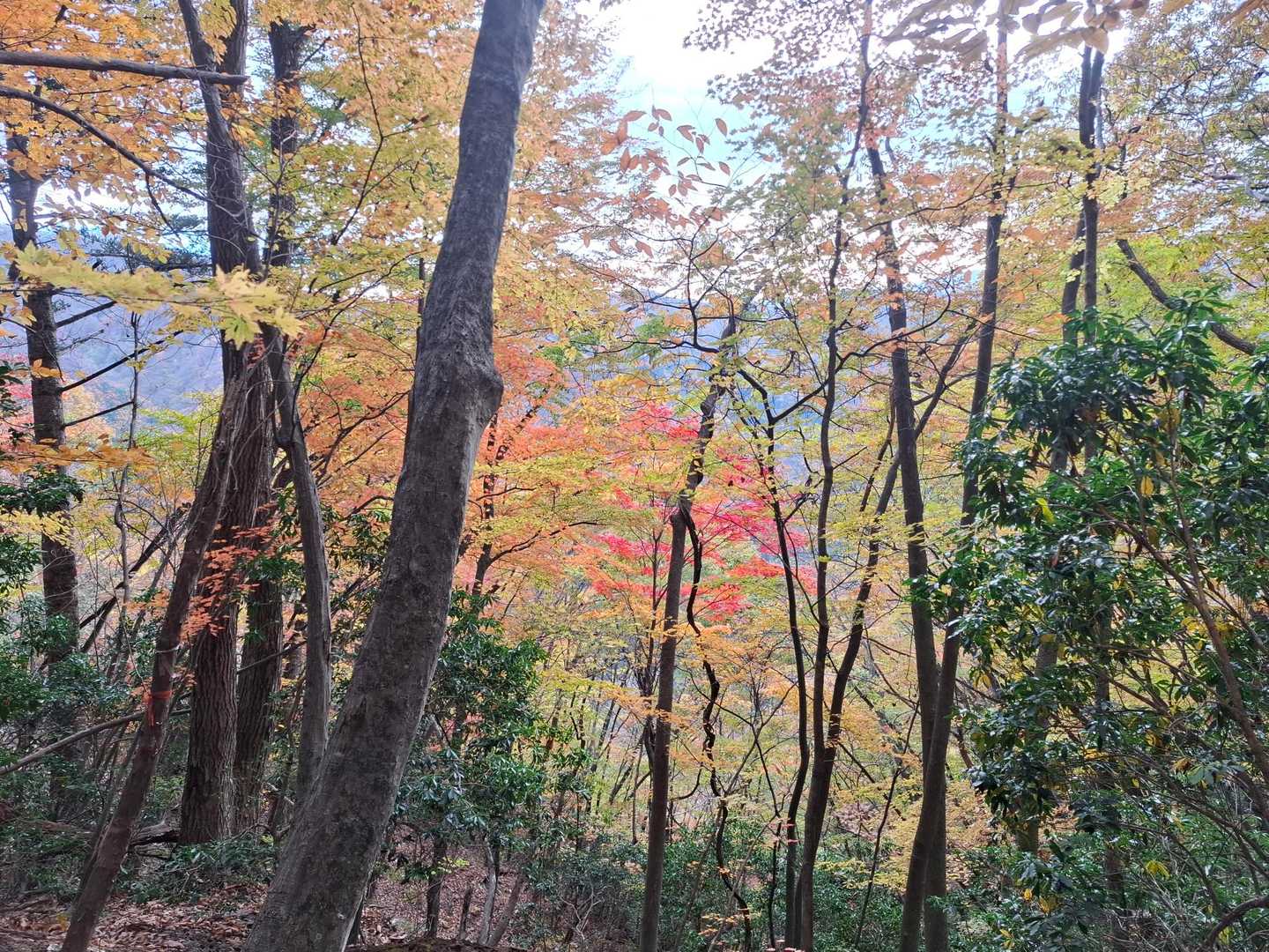 桧沢岳登山口-桧沢岳 周回コースの写真