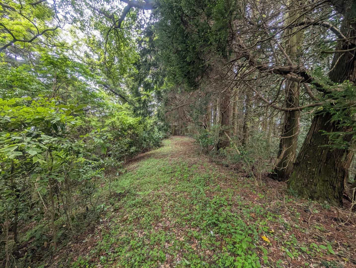 千石岳登山口-千石岳 周回コースの写真