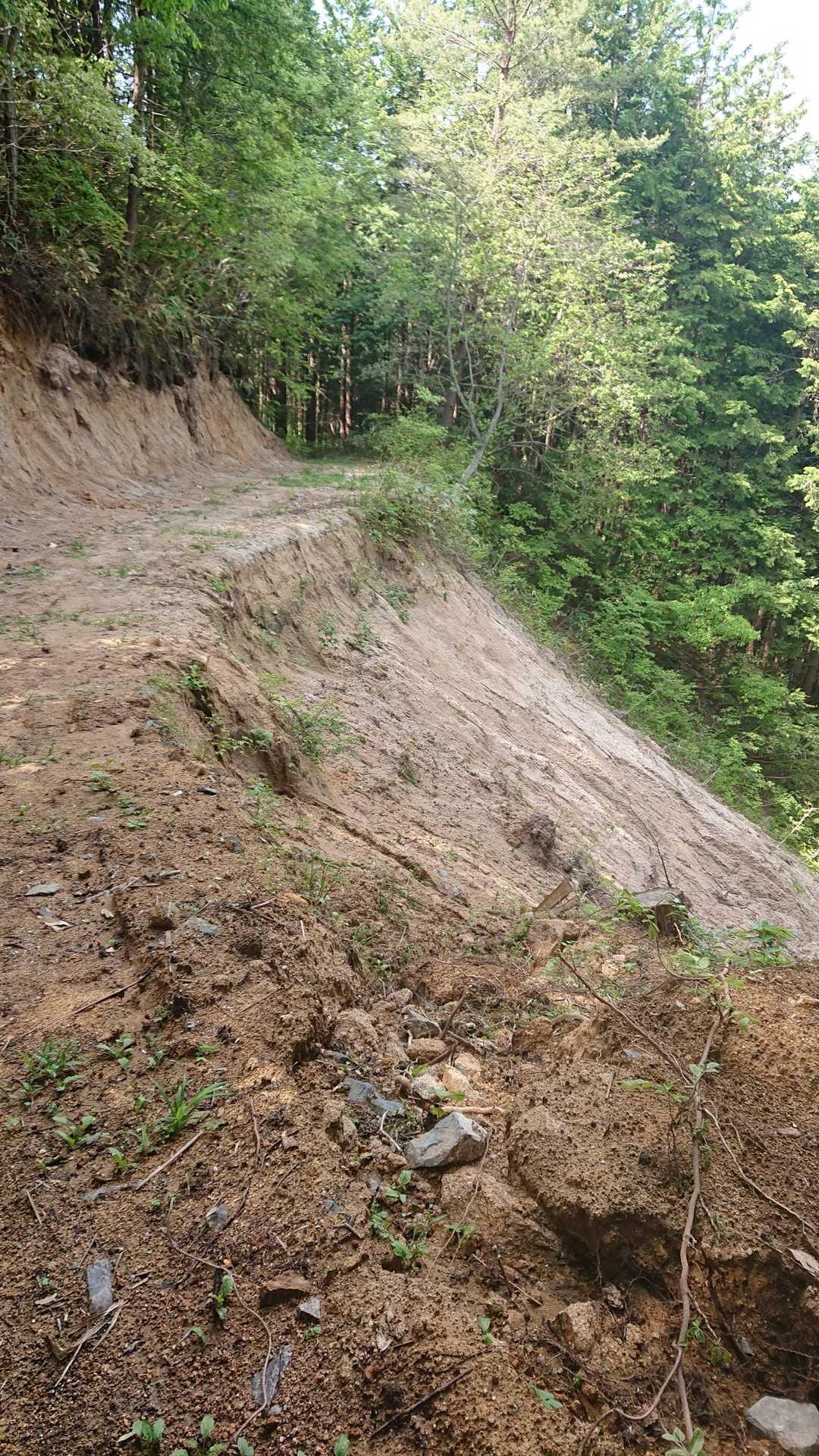 雌山 往復コースの写真