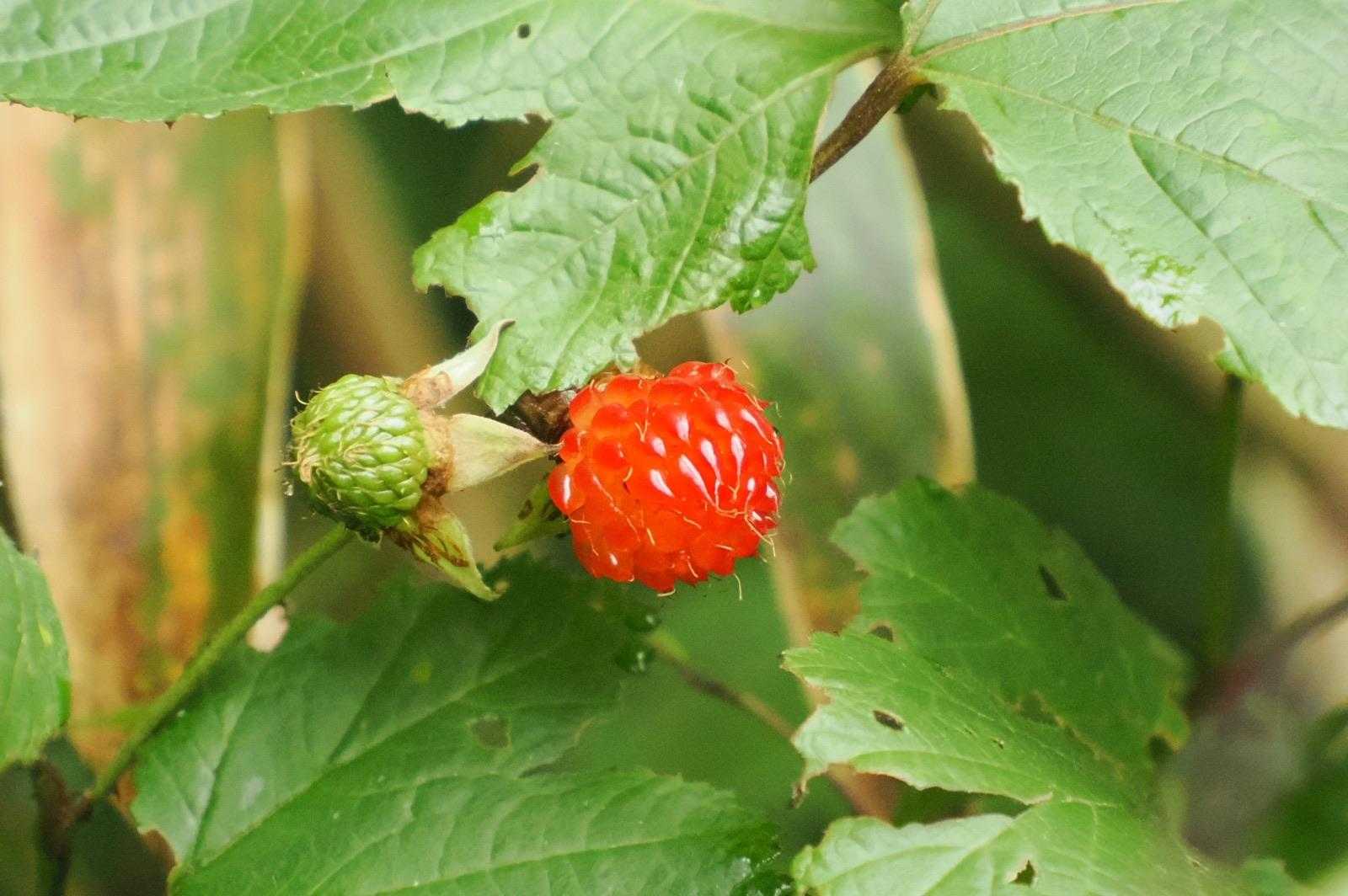 🐻クマイチゴ🍓