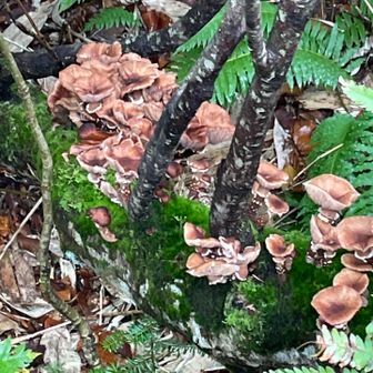 美味しいキノコ🍄‍🟫らしいです