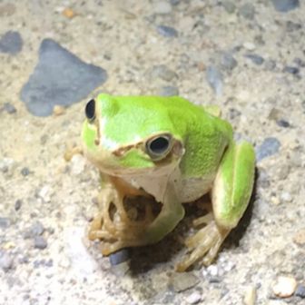 frog5