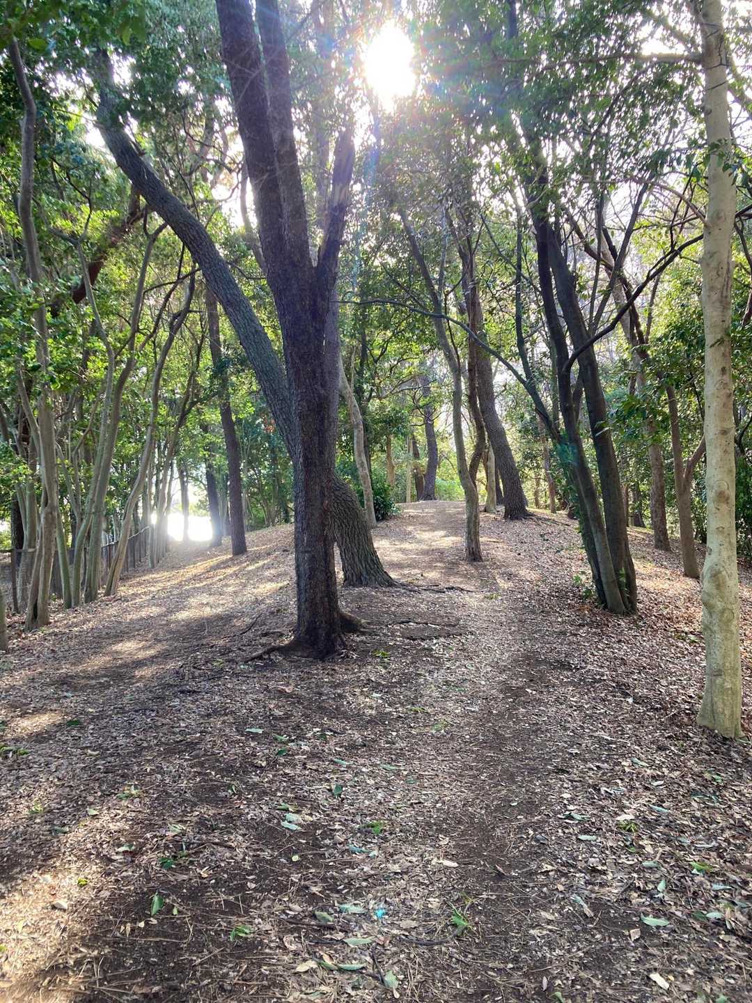 尾根道あり