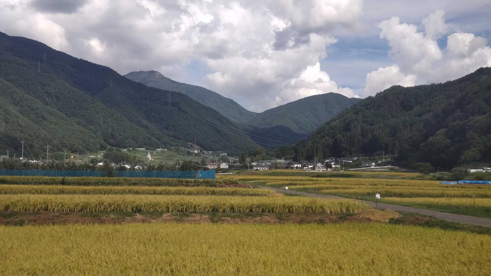 こがね色の奥に美ヶ原が🌲