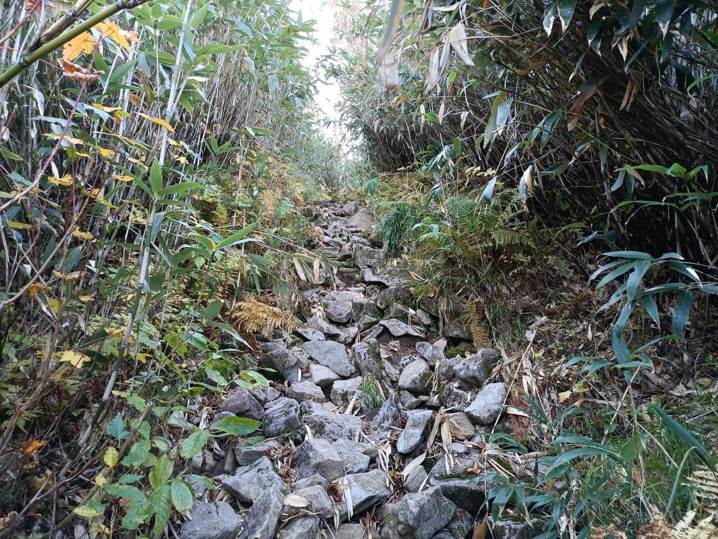 途中少しの区間こんな道
