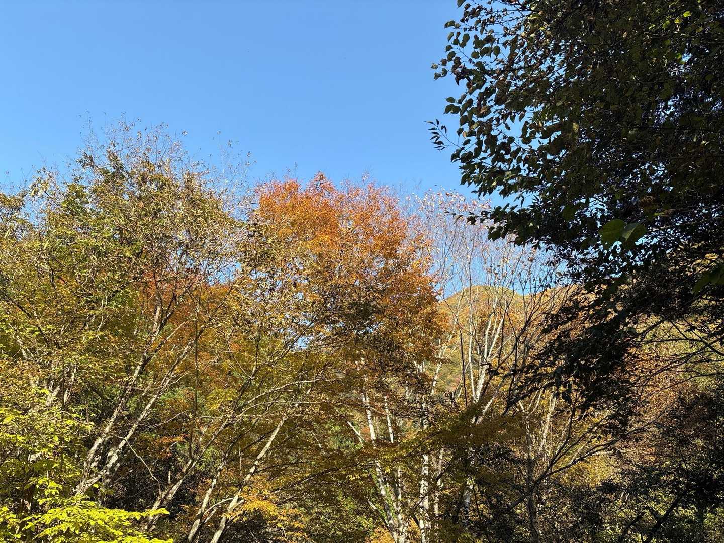 🍁