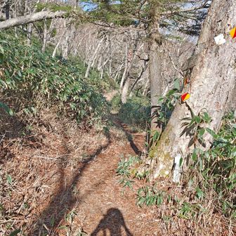 六林班峠からの下山路