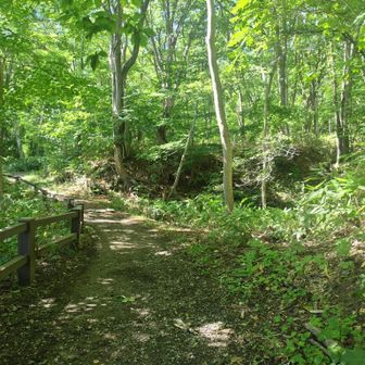 登山道に入ったら、木漏れ日の中気持ちよく歩けます。