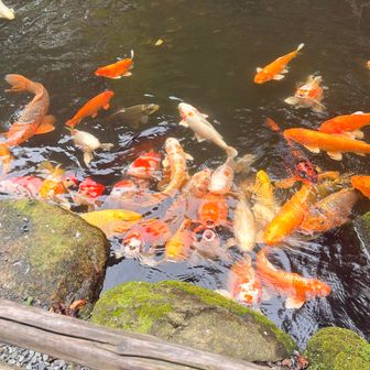 鯉が可愛い😍何も持ってませんが💦