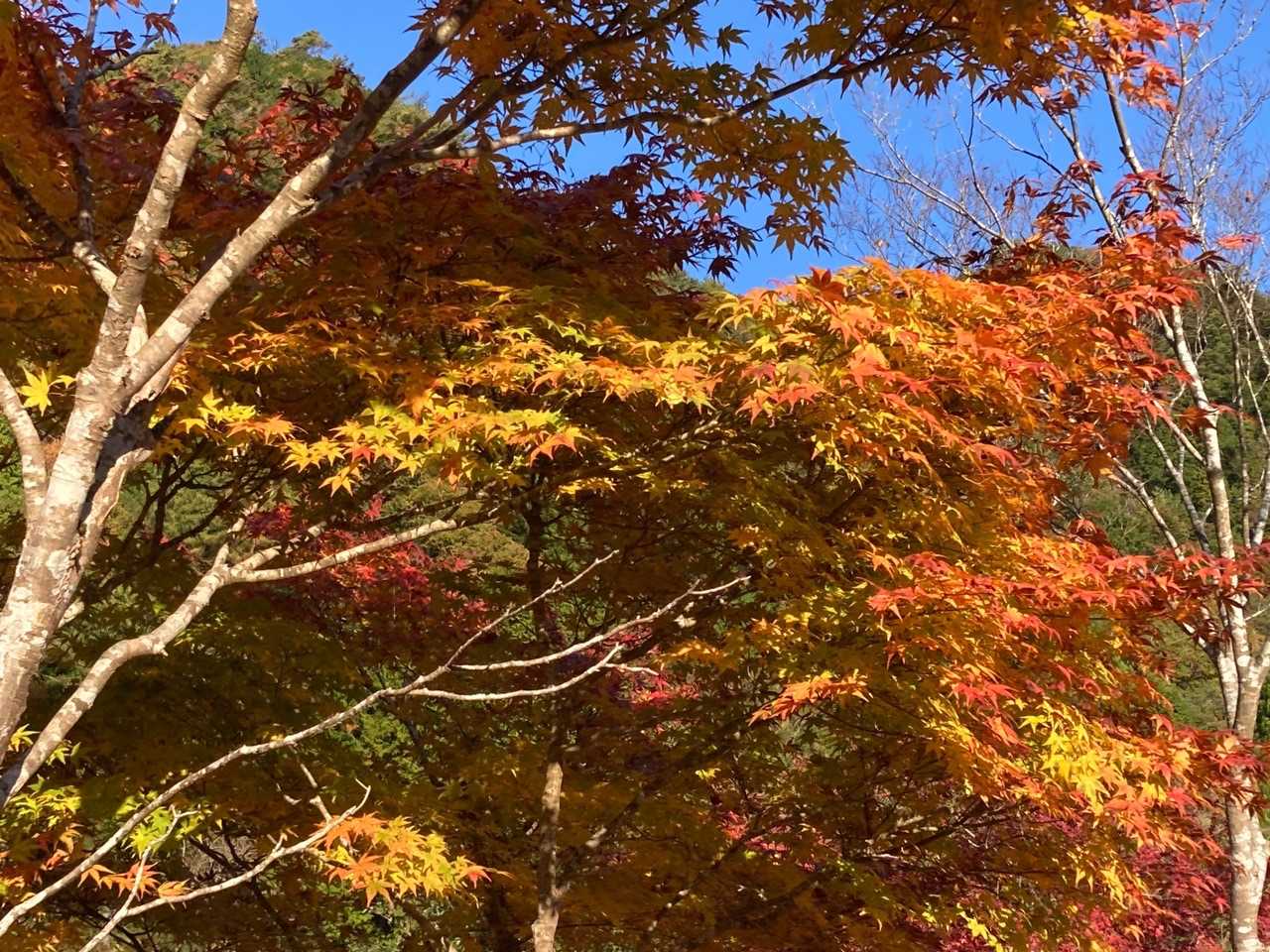 日本コバ 往復コースの写真