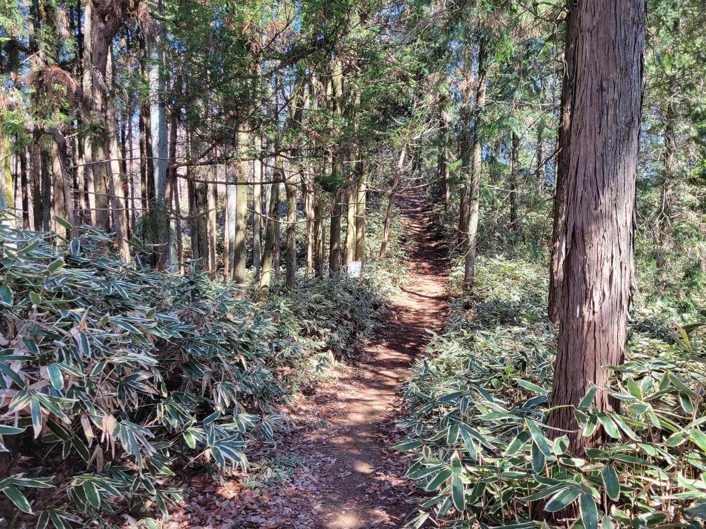 歩きやすい登山道です👍️
