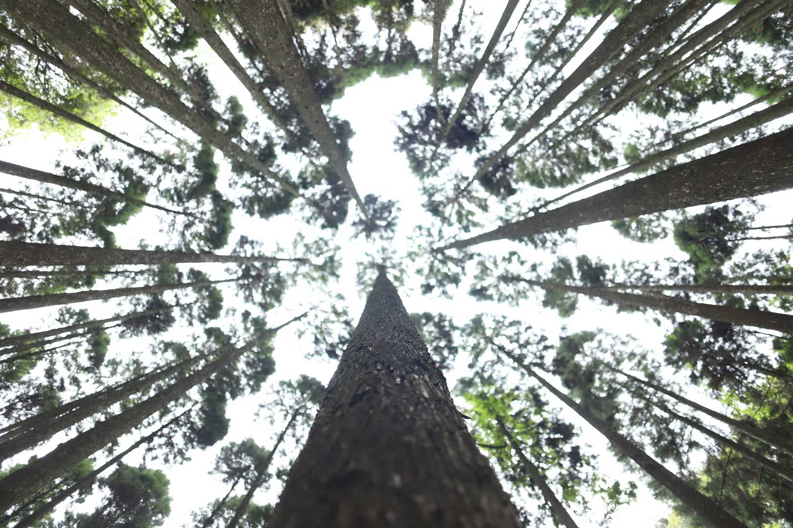 笠置山 往復コースの写真