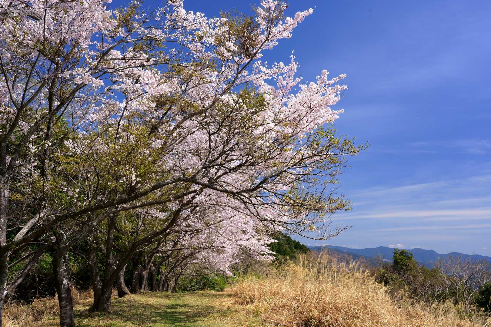 山頂の桜並木③