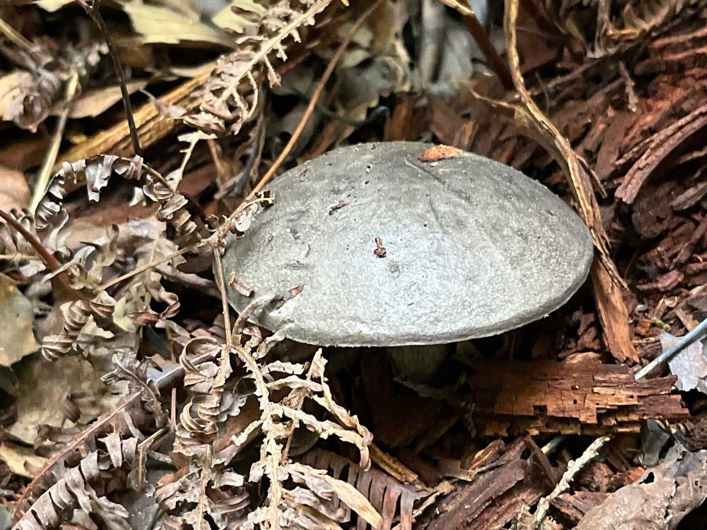 最後の出会いは・・
これアルミ製？と思ってしまったヤツ
なんて名前の🍄‍🟫なんやろ❓❓