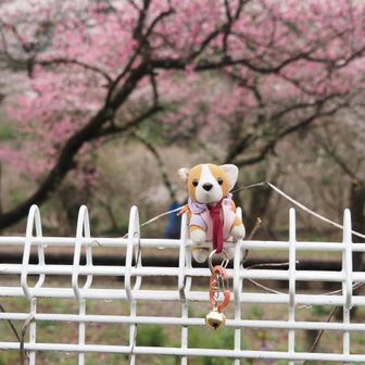 ちびさくらも撮らないとねー💕