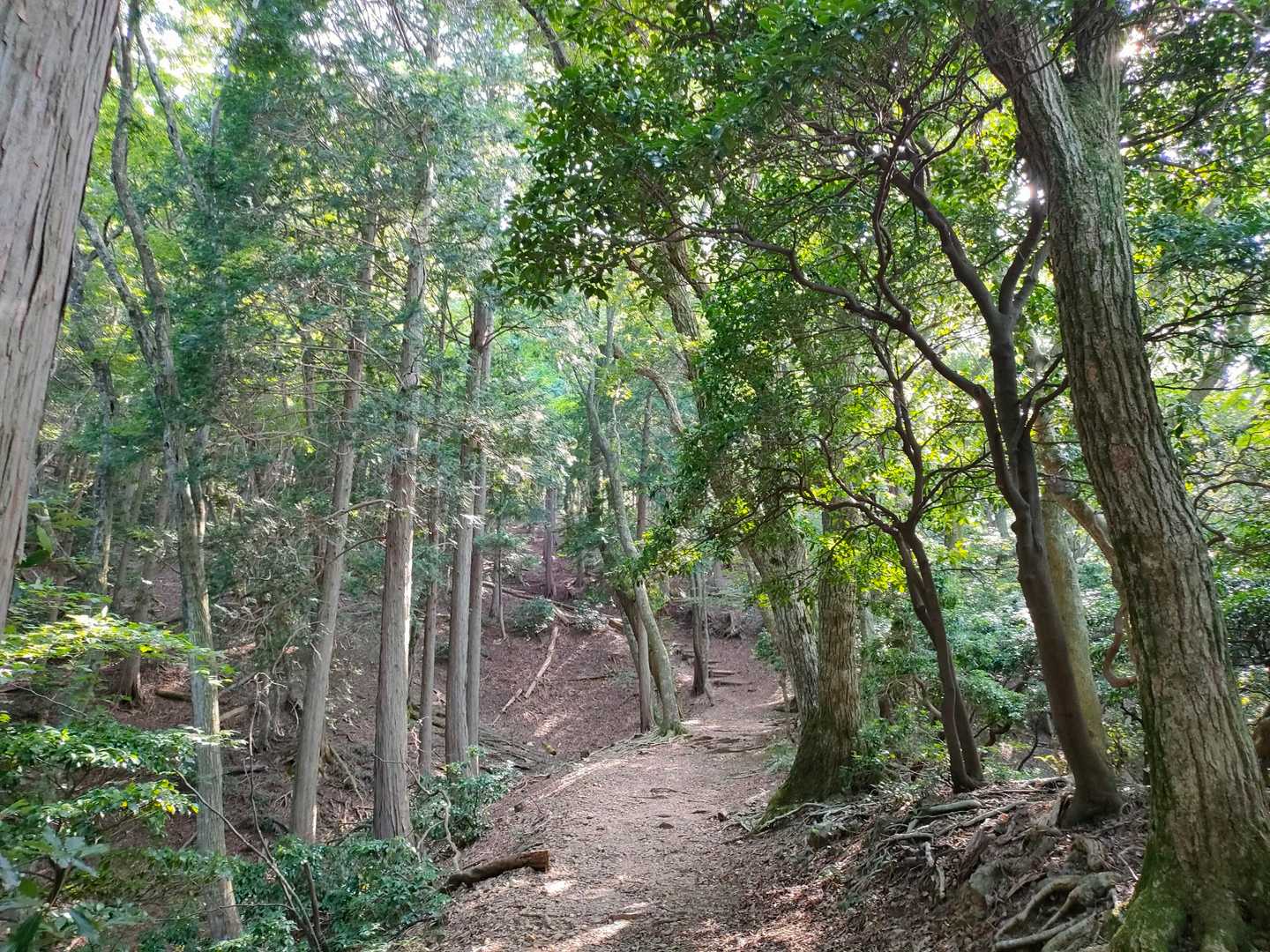 尾根道に出たら風が吹くかと思ったら全くゼロ

葉っぱもピクリとも動いていない