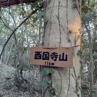 眺望のない山頂。