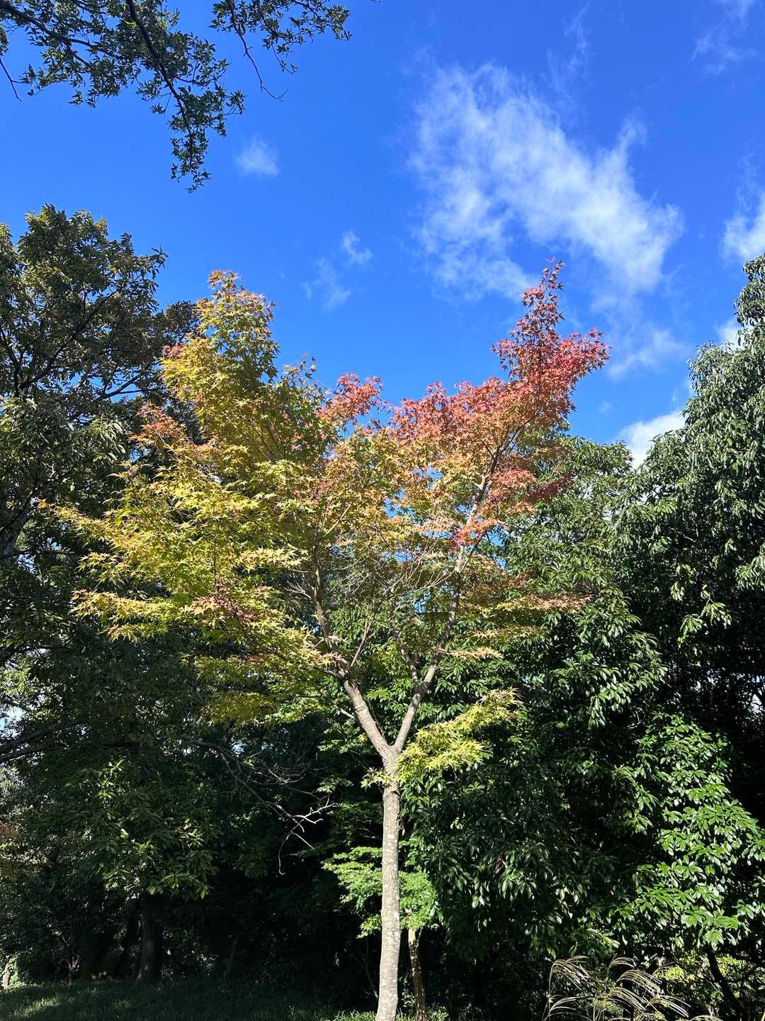 ここは
紅葉している。