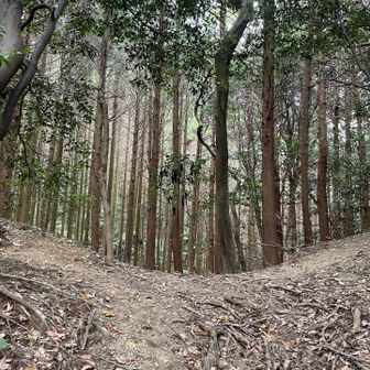 分岐だと早合点したのがいけなかった