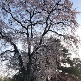 めぐ（少しだけレベルが上がった人）