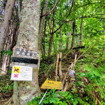 やっと登山口
急登も少なく、ヤブで足元が見えないところもあるけど登りやすいルートでした