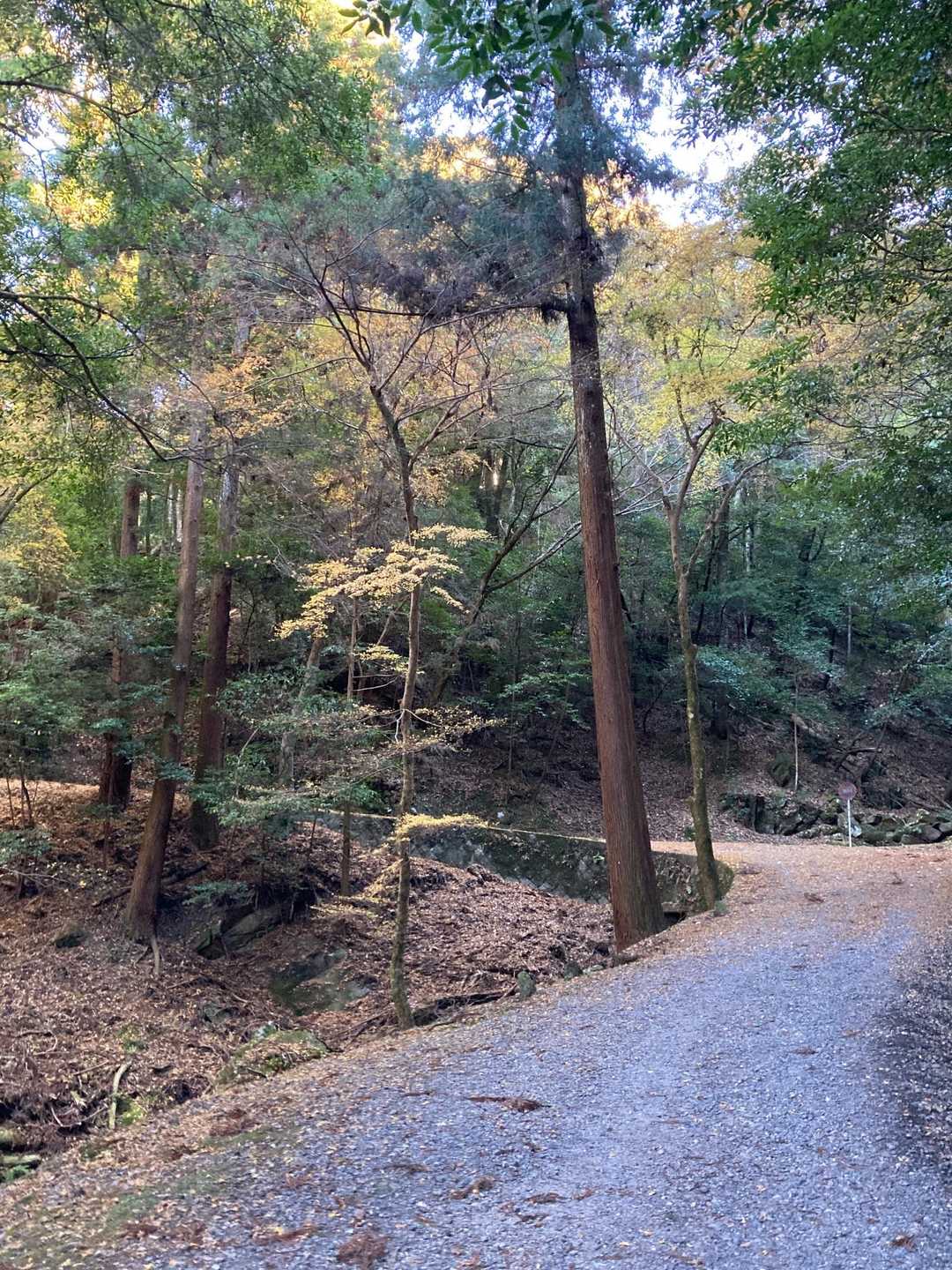 ただずっと樹林帯で寒い😨