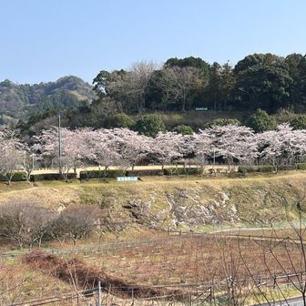 富津市民の森の桜並木が眼下に広がる。
あそこまで遊びに行く余裕はないが。