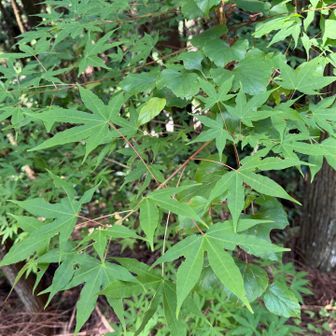 エンコウカエデ　葉柄が長〜い🍁