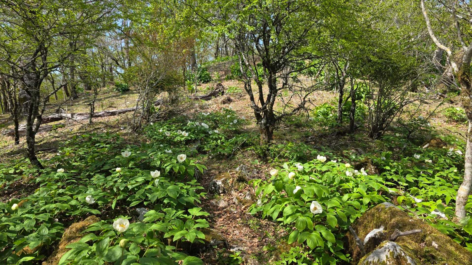 ヤマシャクヤクの間の登山道
