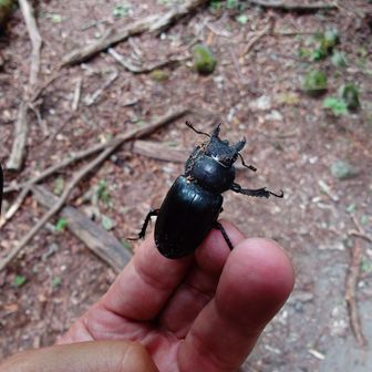 ミヤマの♀かな？
テンション爆上り(笑)