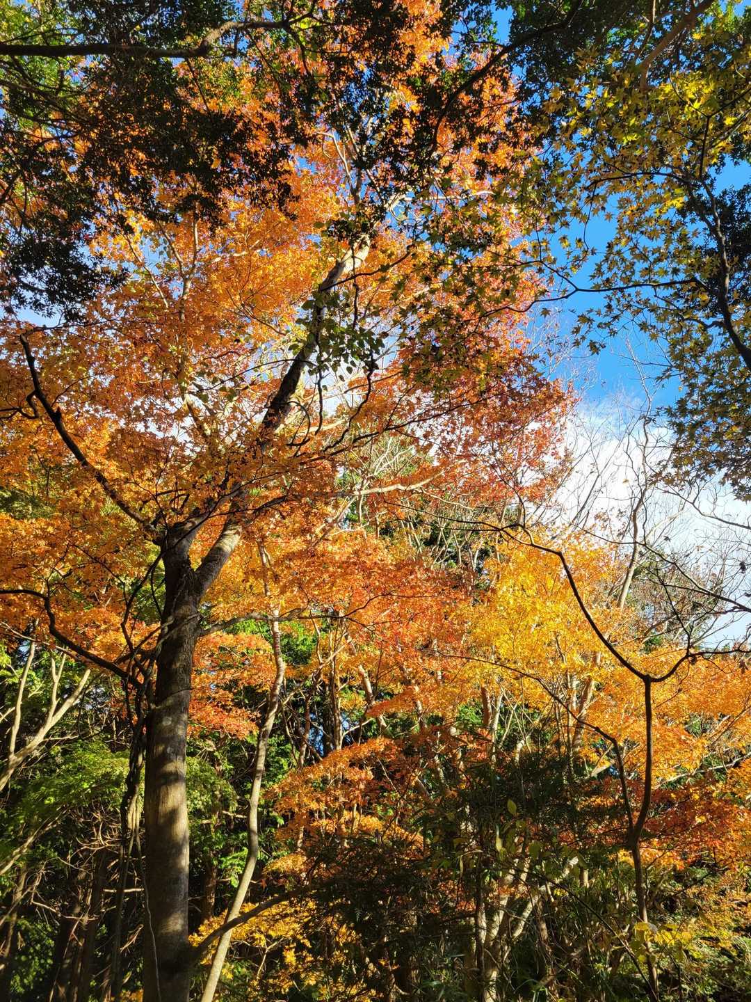 公時神社登山口-金時山-金時山登山口-金時登山口バス停 縦走コースの写真
