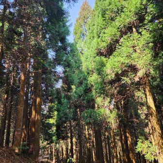 帰りは余裕　
杉の木かげを　歩きます