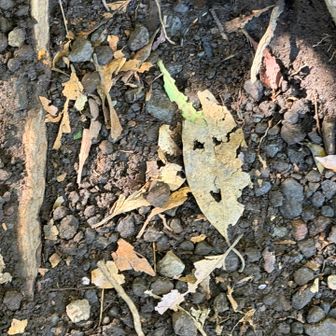 葉っぱが笑ってた🌱😊